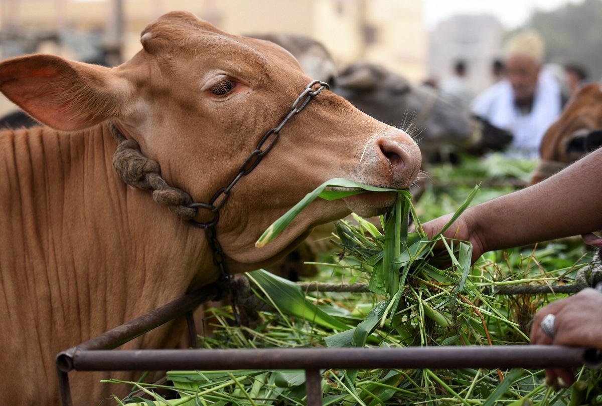 ارتفاع أسعار اللحوم