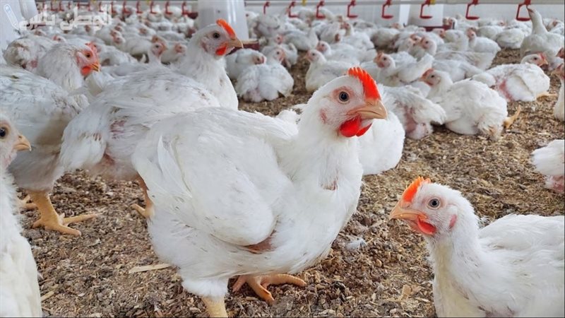 أسعار الدواجن والبانيه اليوم