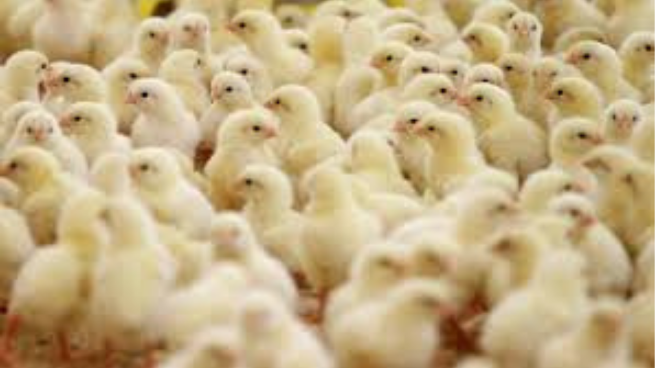 بورصة الدواجن في مصر اليوم تراجع أسعار الكتاكيت واستقرار أسعار البط السبت 8 نوفمبر 2025