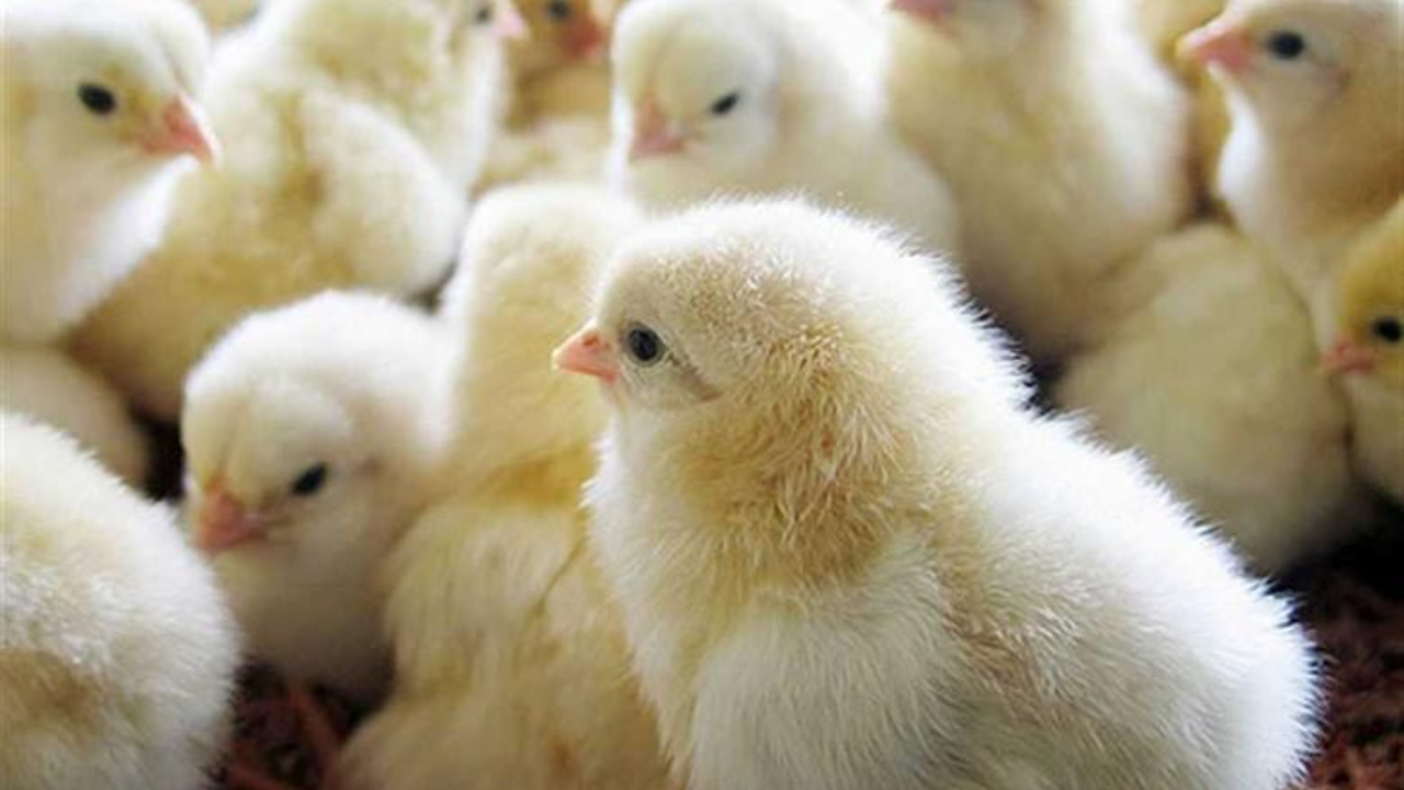 سعر الكتكوت الابيض