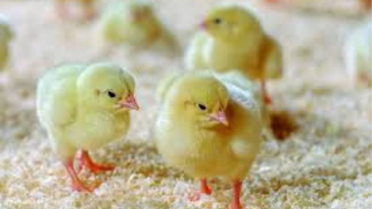 سوق الكتاكيت في مصر اليوم أسعار محدثة وأنواع متوفرة للمربين والمستثمرين